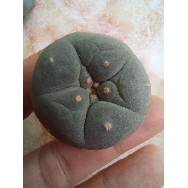 Xương rồng Lopho
