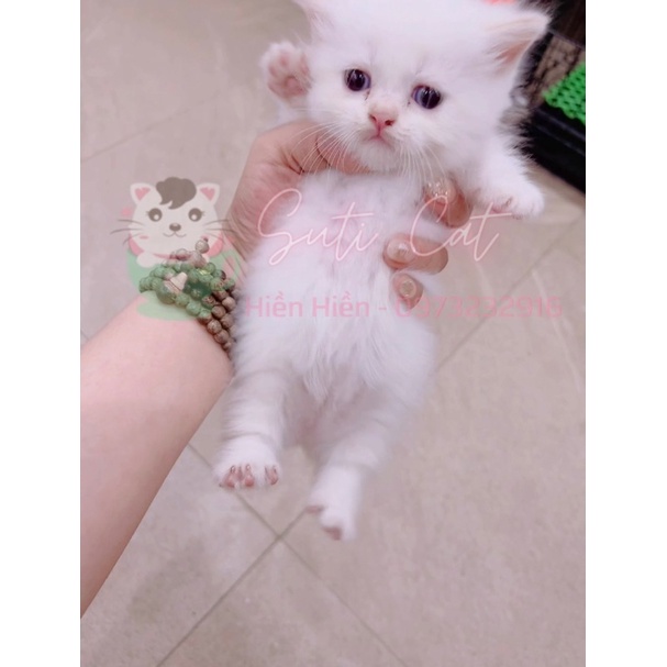 Nhau Mèo Anh Lông Ngắn thu hút tài lộc