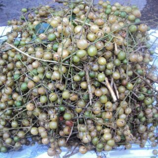 bầu mắc mật ( cây hồng bì) cây đẹp, cao 40-50cm,