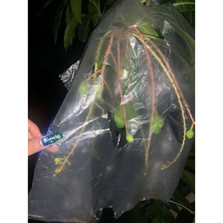 Cây 🌲 Xoài  Cát  Hòa  Lộc...1m2