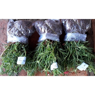 Combo 3 bó hoa 10 giờ, giá rẽ chỉ #69k, 1 bó 50 cây, đủ 10 màu để lựa chọn