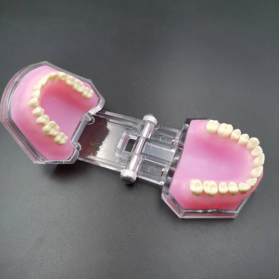 [Hàng mới về] Mô hình răng hàm miệng mềm phục vụ cho việc giảng dạy