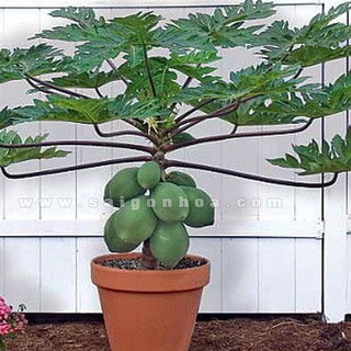 Hạt giống đu đủ lùn thái lan F1-1 gói 10 hạt -DC