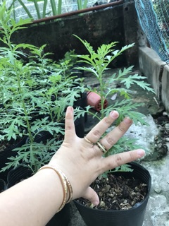 Cây Ngãi Cứu (cây thuốc cứu)