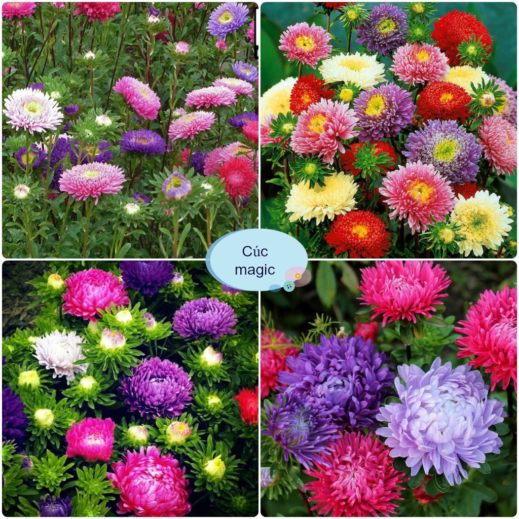 Hạt Giống Hoa Cúc Magic