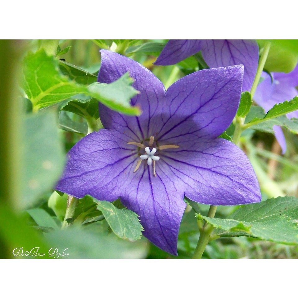 DEAL 1K - HOA CÁT CÁNH TƯỢNG TRƯNG CHO 1 TÌNH YÊU BỀN BỈ