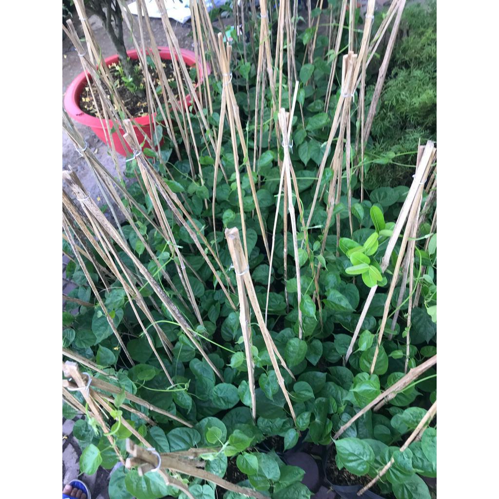 Cây giống hoa thiên lý + Tặng 02 cây nhót ngọt
