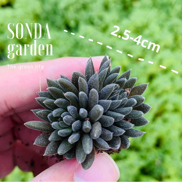 Sen đá nhím đen SONDA GARDEN size mini 2.5-4cm, xuất xứ Đà Lạt, khoẻ đẹp, lỗi 1 đổi 1