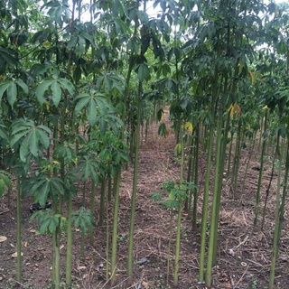 Hạt cây gòn giống