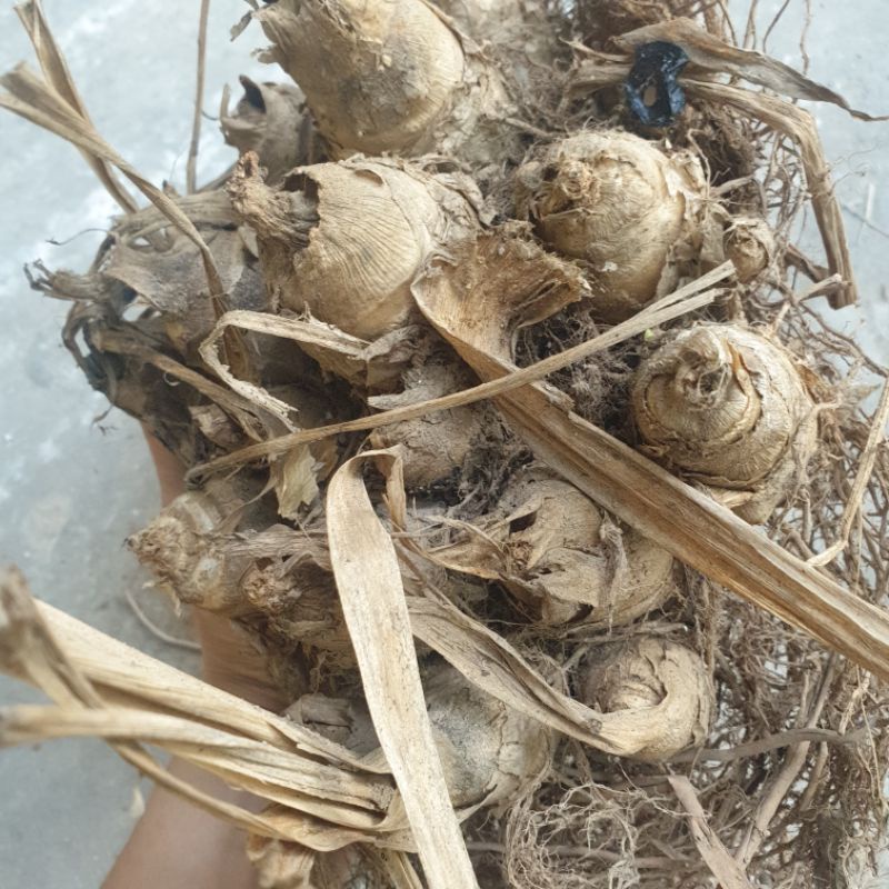 1kg củ lùn giống chưa cắt tỉa