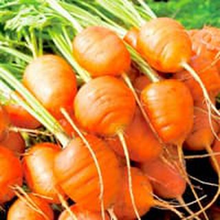 Hạt cà rốt tròn - NHẬP KHẨU 50h