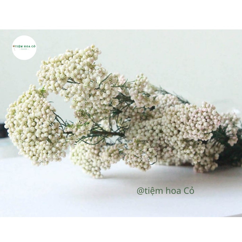 Hoa khô đẹp: hoa gạo Ozothamnus (hương thảo vĩnh cửu, cát tiên sa) dùng trang trí resin handmade