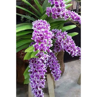 COMBO 3 CÂY GIỐNG LAN ĐAI CHÂU