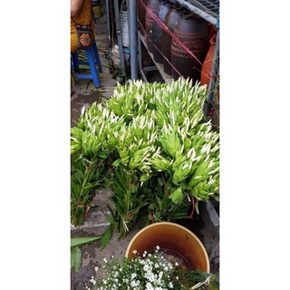 combo 10 cây hoa bạch yến