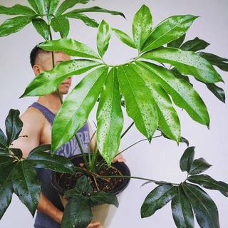 Philodendron goelddi - chân vịt