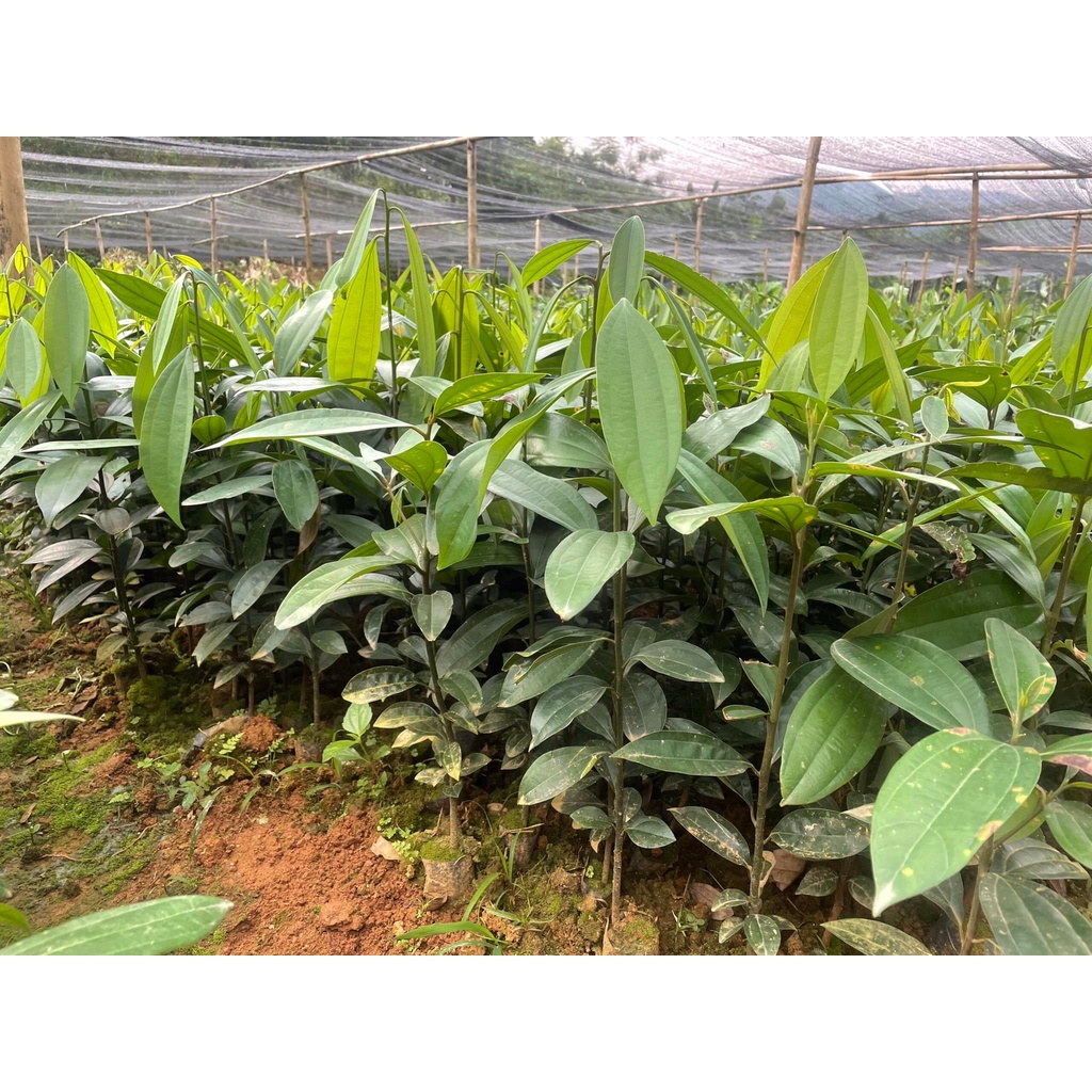 Quế Chi-Giá trị kinh tế cao-FREESHIP TỪ 50K