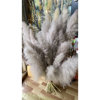 Cỏ Lau Khô Trang Trí Decor