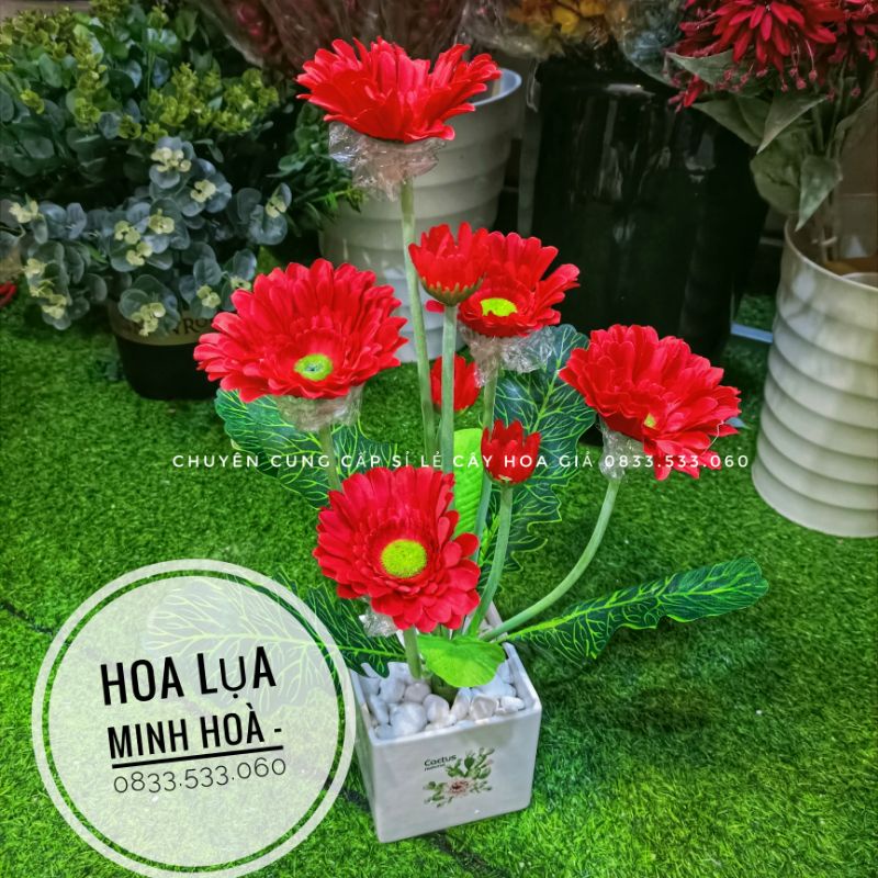 Cụm hoa đồng tiền vải lụa phủ nhung cao 50cm-Cây hoa giả trang trí nội thất-Hoa lụa Minh Hòa