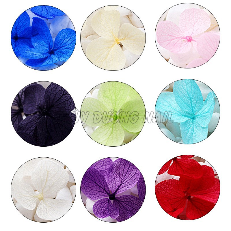 Set hoa khô Nhật Bản ẩn gel 12 màu