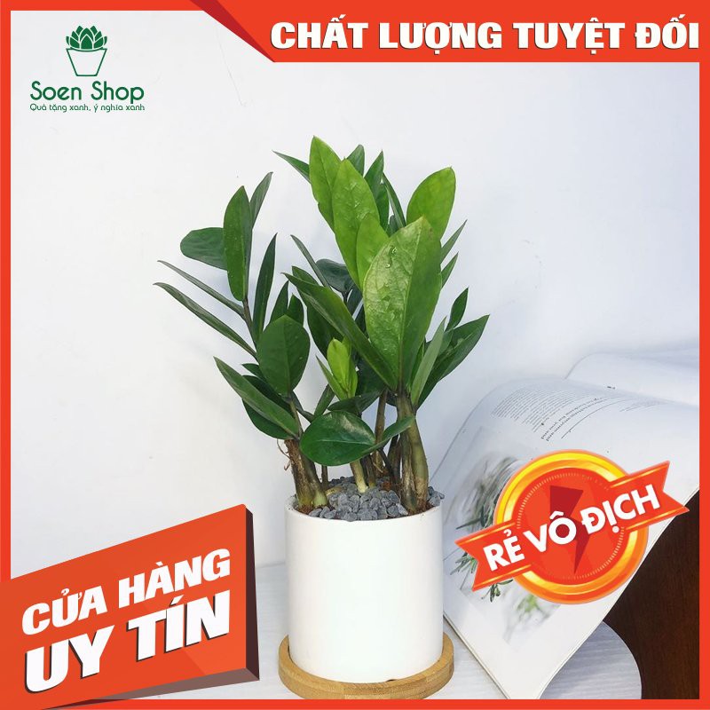 Cây kim tiền - Cây phong thủy - Soenshop