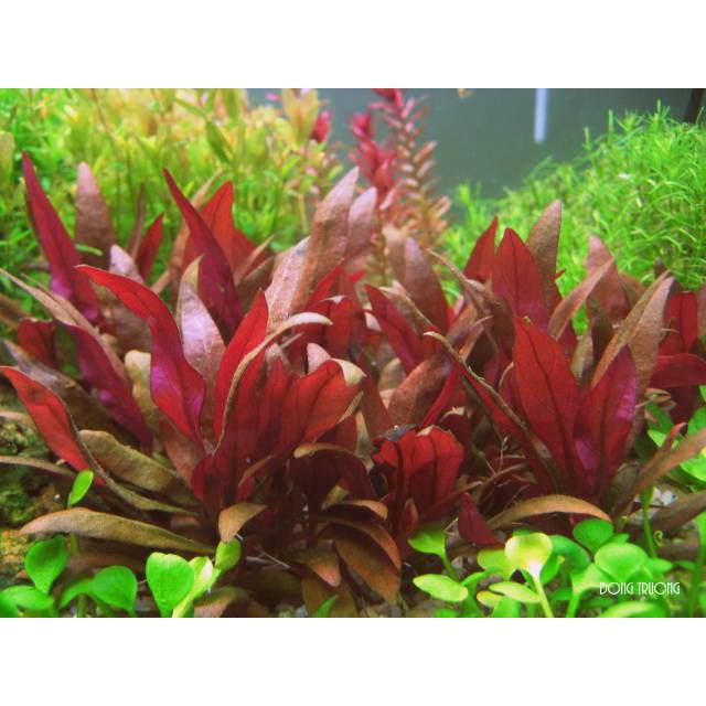 Cây thủy sinh Huyết Tâm Lan mini - lá cạn - 15 ngọn