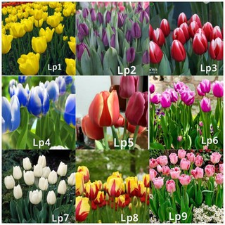 3 củ giống hoa tulip lùn