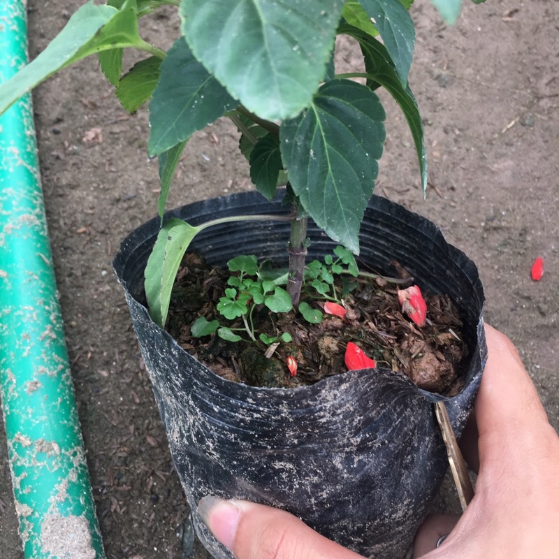 Cây hoa xác pháo trồng bịch đen cao 15-20cm đã có hoa và nụ như hình