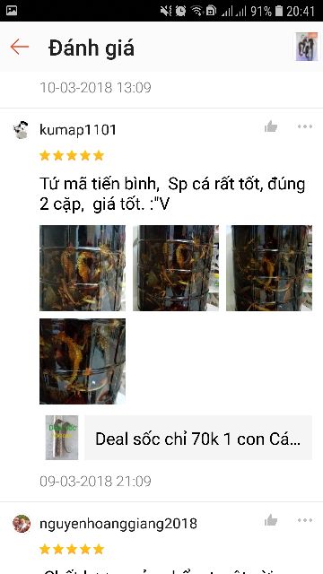 1 Cặp cá ngựa đực cái size lớn