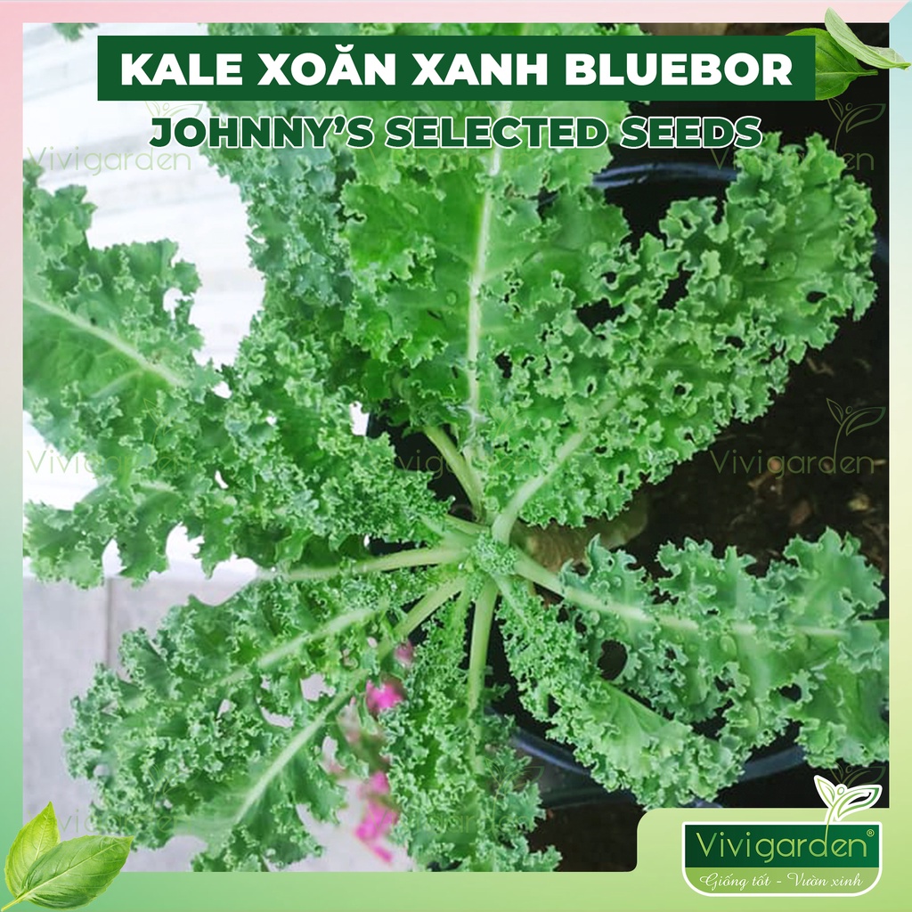 Combo hạt cải kale xoăn xanh Kale Bluebor Mỹ, màu xanh đến xanh ngọc đẹp, ngon dễ trồng và chịu nhiệt tốt