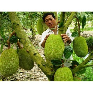 Cây mít thái siêu sớm