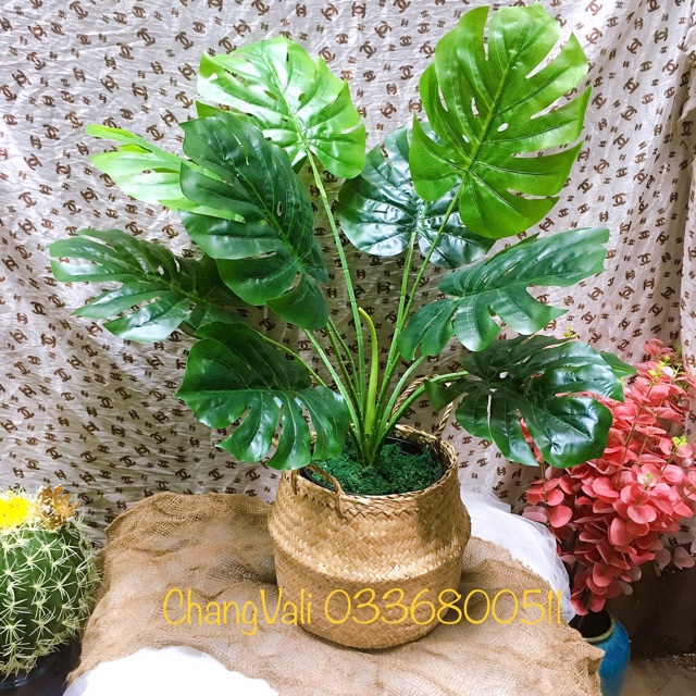 Cây giả- Cây trầu bà tay phật 80cm 12 lá lớn - trang trí nhà cửa - HN