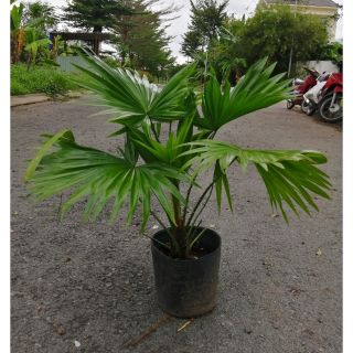 Cây cọ ta lớn cao 50cm