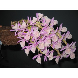 Cây hoa lan hoàng thảo vôi đã xuống chờ ra hoa tháng giêng - hoa tím lịm cực thơm