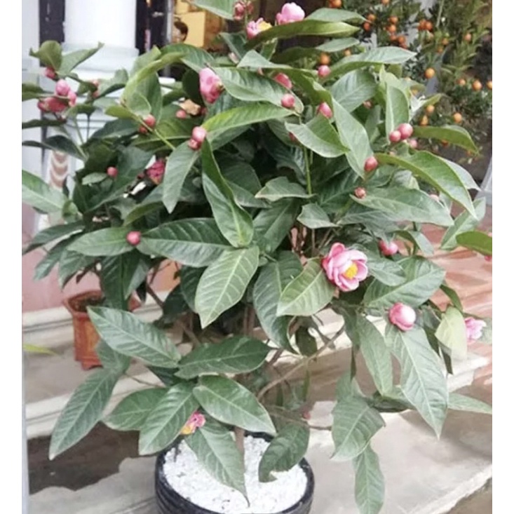 Giống Hải đường hoa đỏ