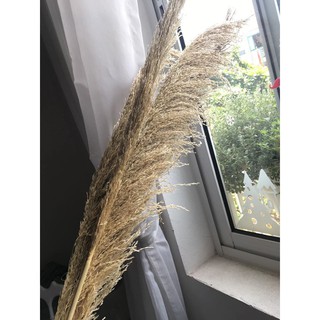 Cành lau rơm [Combo] 10 cành lau rơm vàng 90cm