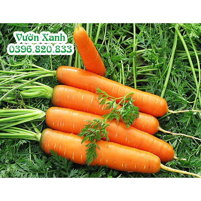 ( HOT ) Hạt giống cà rốt ta ngọt, cà rốt nhiều màu dễ trồng 2gr/ gói