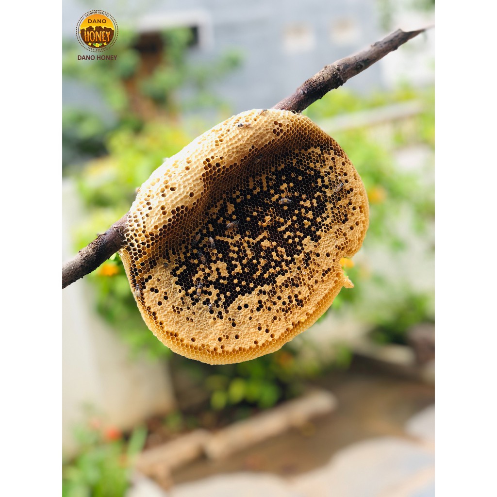 Tổ ong nguyên chất Dano Food Nguyên tổ ong khoái tại vườn, nguyên khối, đặc mật, tổ ong thật tại Đắk Lắk