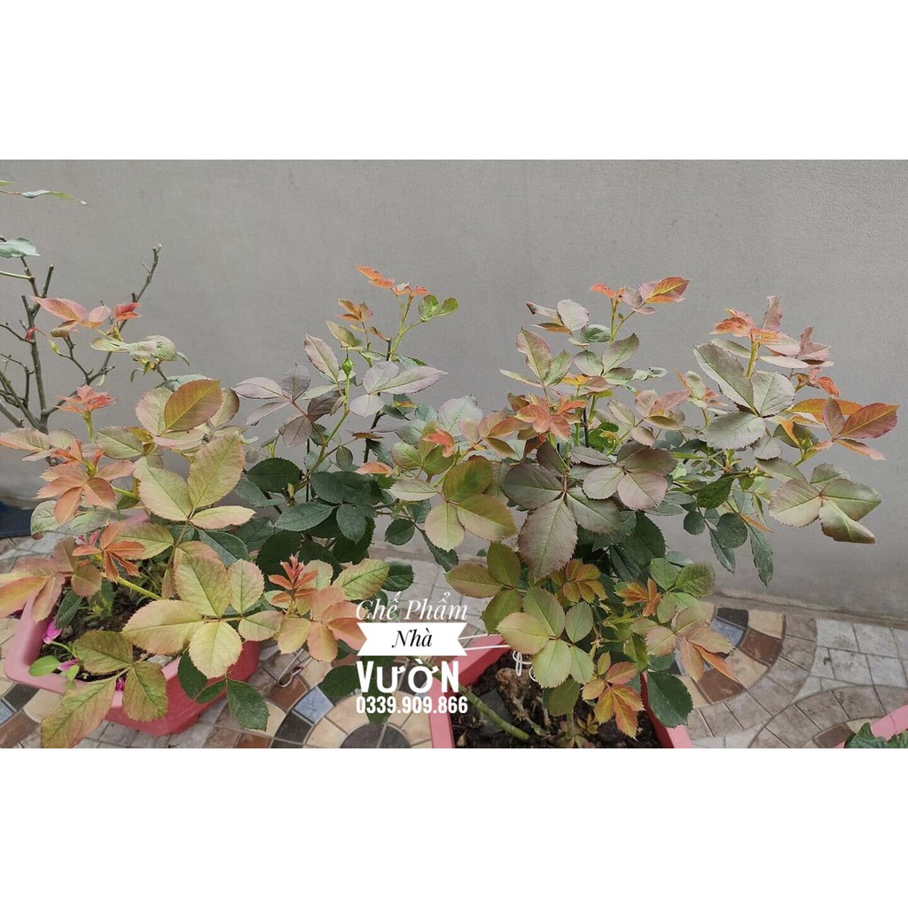 Chế Phẩm Sinh Học Nhật Bản - Pgro - Tăng Sức Đề Kháng, Trị Bệnh Cho Cây Trồng