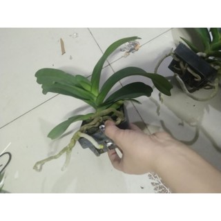 Ngọc điểm hoa tết
