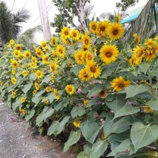 Hạt Giống Hoa Hướng Dương dạng tháp nhiều bông cây khổng lồ
