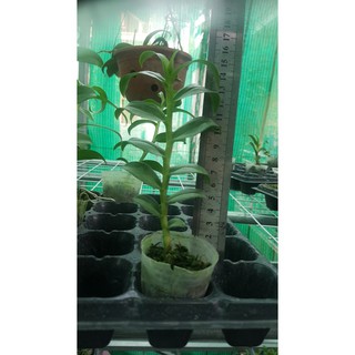 [HOT] Hoa lan Giả hạc (Phi điệp) Blue cực đẹp