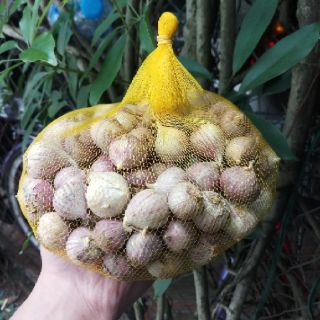 TỎI CÔ ĐƠN LOẠI TO ĐÃ NHẶT SẠCH