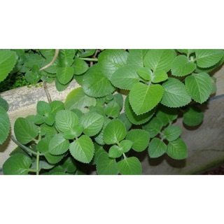 ComBo 2 giống Húng chanh-Tần dày lá