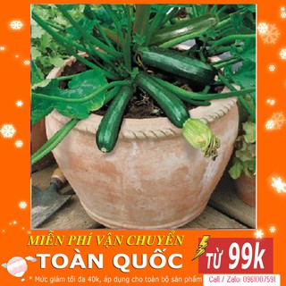 [TOP] Hạt Giống Bí Ngòi Xanh F1 - 10 hạt [ Tặng Kèm 1 Viên Nén Xơ Dừa ]