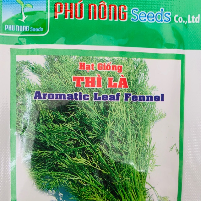 Hạt giống thì là