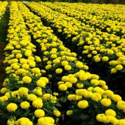 Hạt Giống Hoa Vạn Thọ Mỹ (gói 150 hạt, tặng phân)