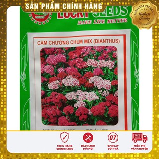 Hạt Giống Hoa Cẩm Chướng  Đơn mix(50 hạt)