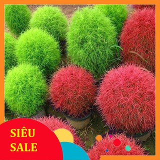 Hạt Giống Cỏ Đổi Màu (100 Hạt) - [MUA 3 TẶNG 1 CÙNG LOẠI]