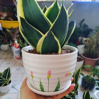 Cây Lưỡi hổ thái