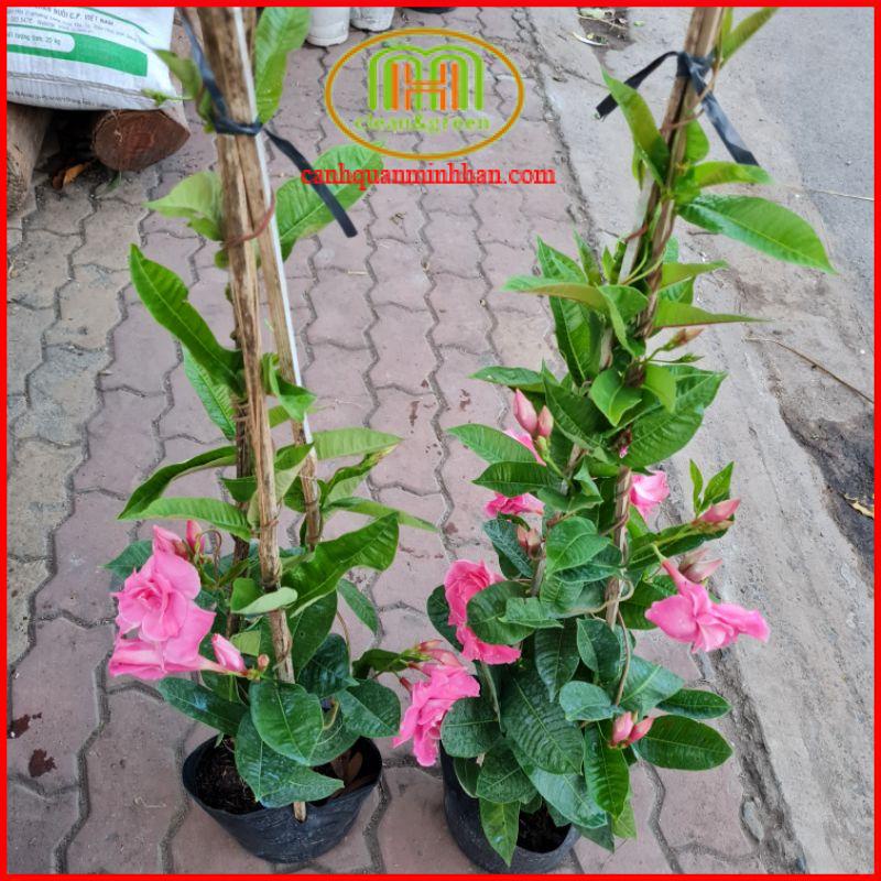 Cây hoa hồng anh leo kép trồng làm giàn leo tạo background chụp ảnh tuyệt đẹp tặng phân bón Minh Hân Garden